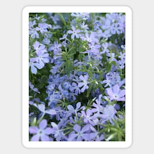 Mountain Phlox Magnet